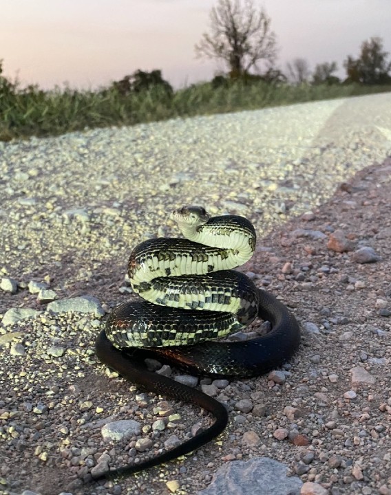 Black Rat Snake